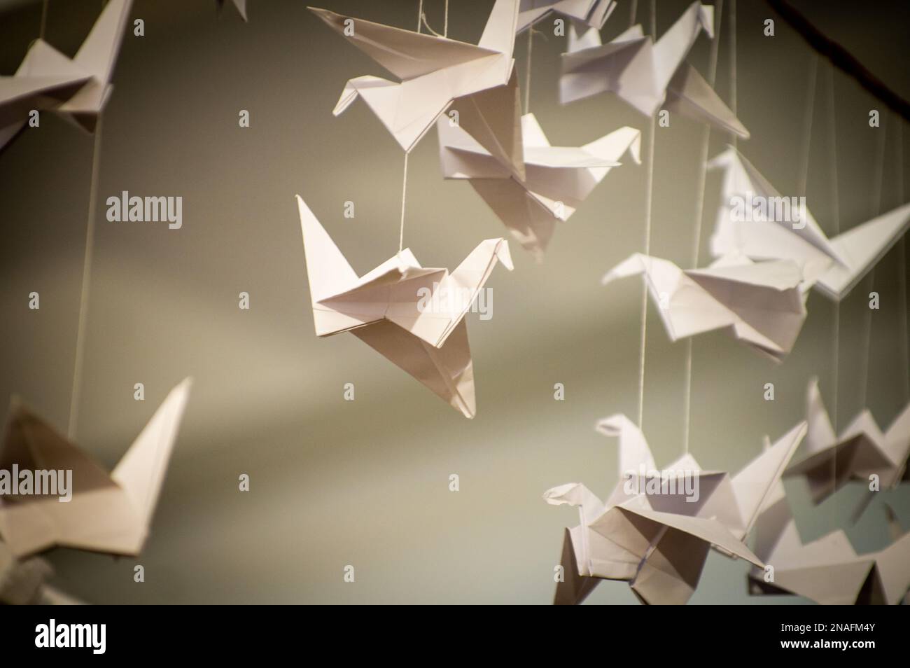 Japanese folded Origami cranes hanging on with strings. Hundreds ...