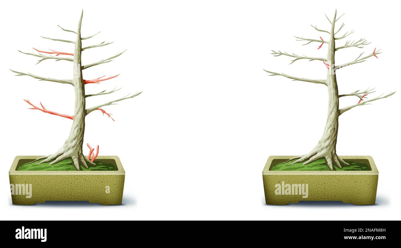 Structural pruning bonsai tree Stock Photo Alamy