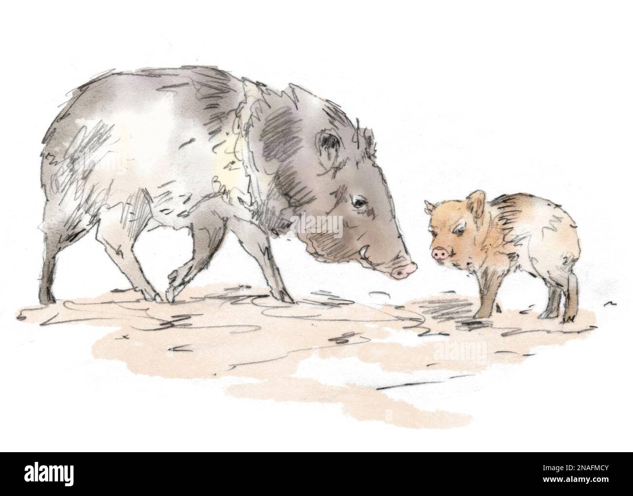 Javelina Drawing