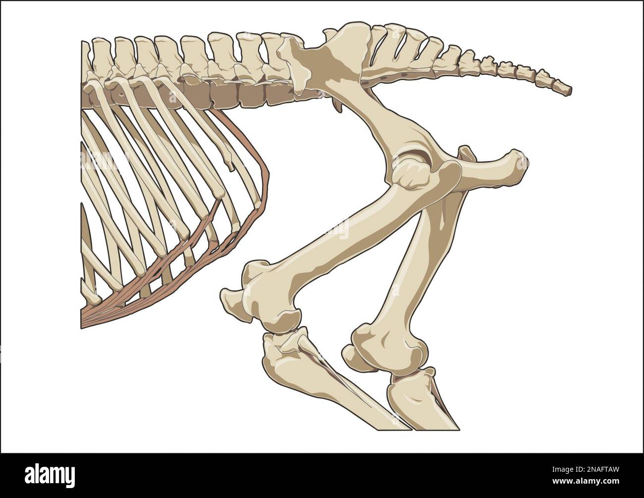 Horse backbone skeleton Stock Photo Alamy
