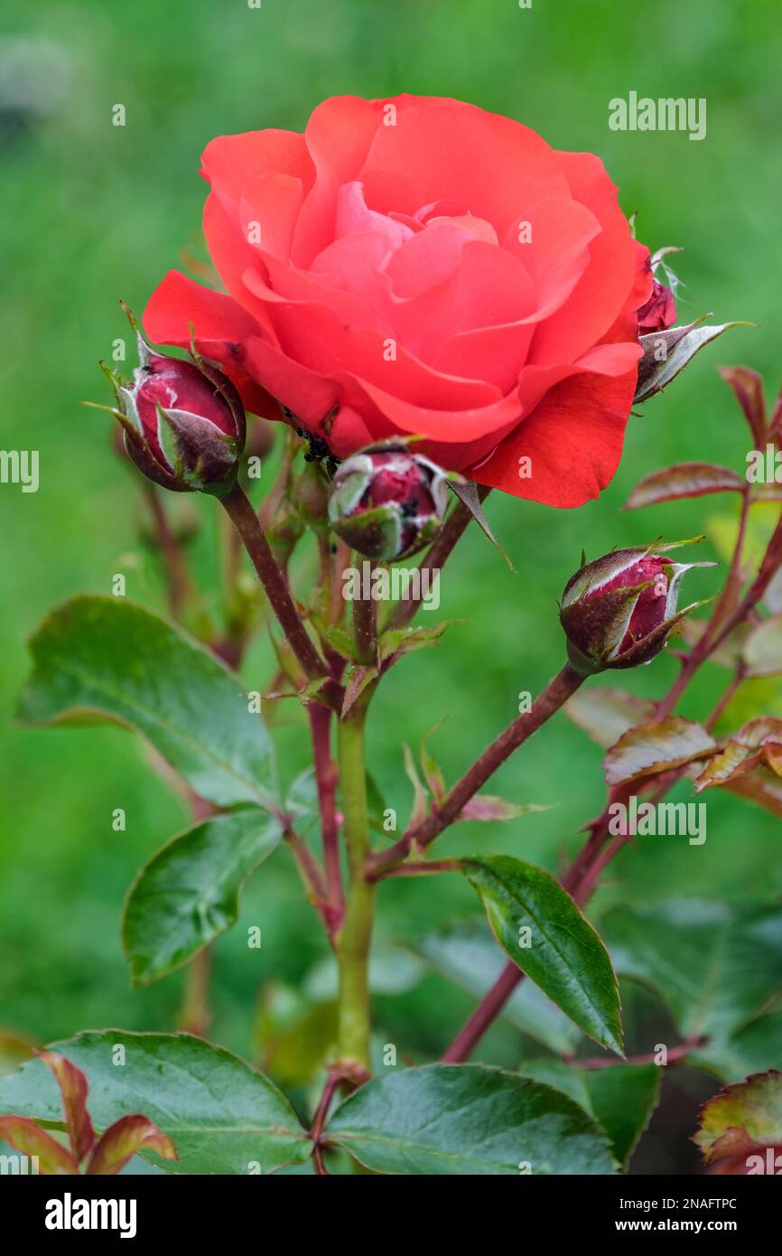 Rosa Trumpeter, Rosa Mactru, dwarf shrub, double, orange-red flowers Stock Photo