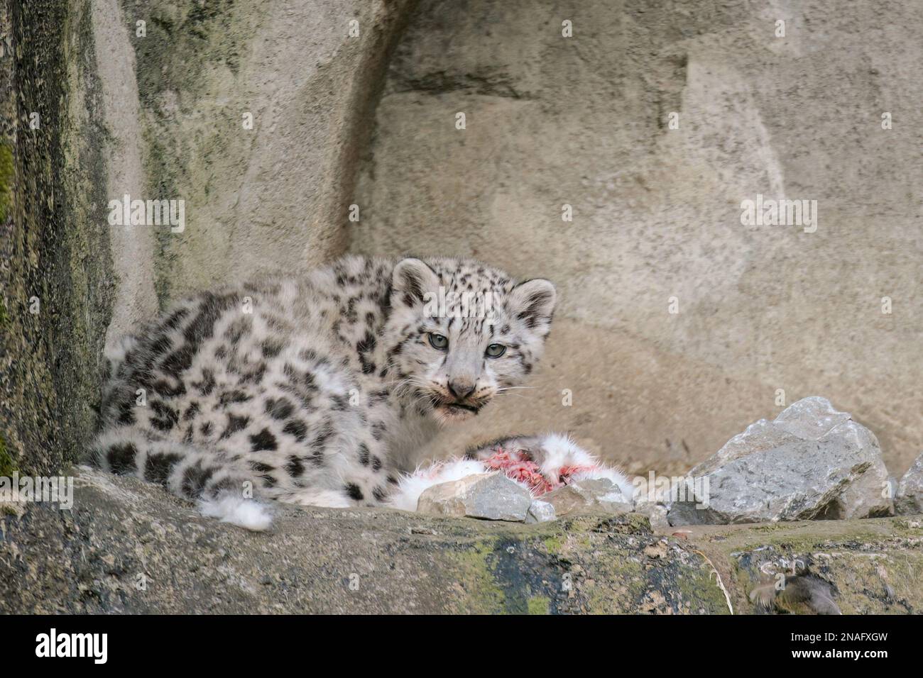Eating snow leopard hi-res stock photography and images - Alamy