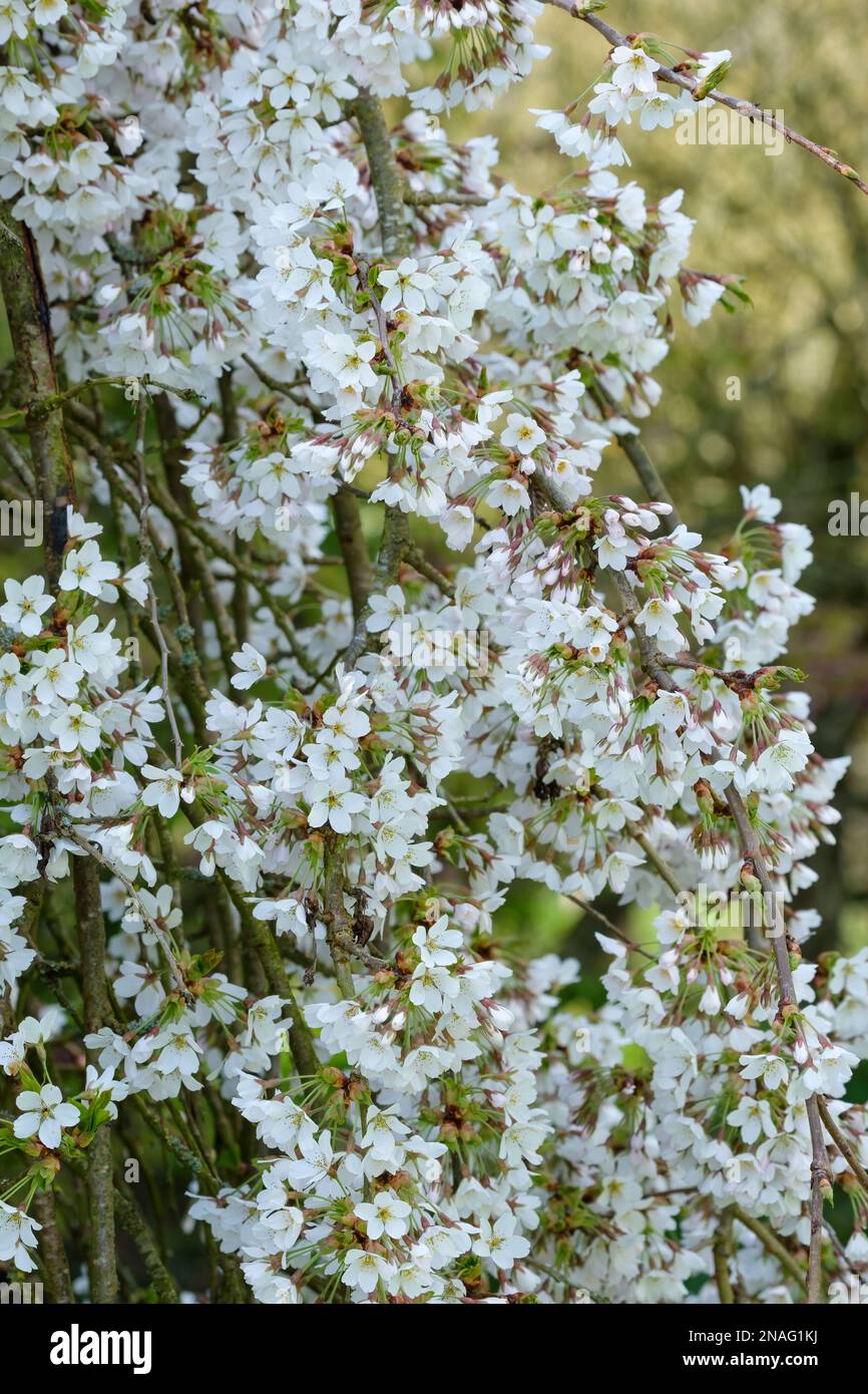 Prunus Snow Showers, cherry Snow Showers, dwarf weeping ornamental cherry with masses of pure white flowers in March Stock Photo