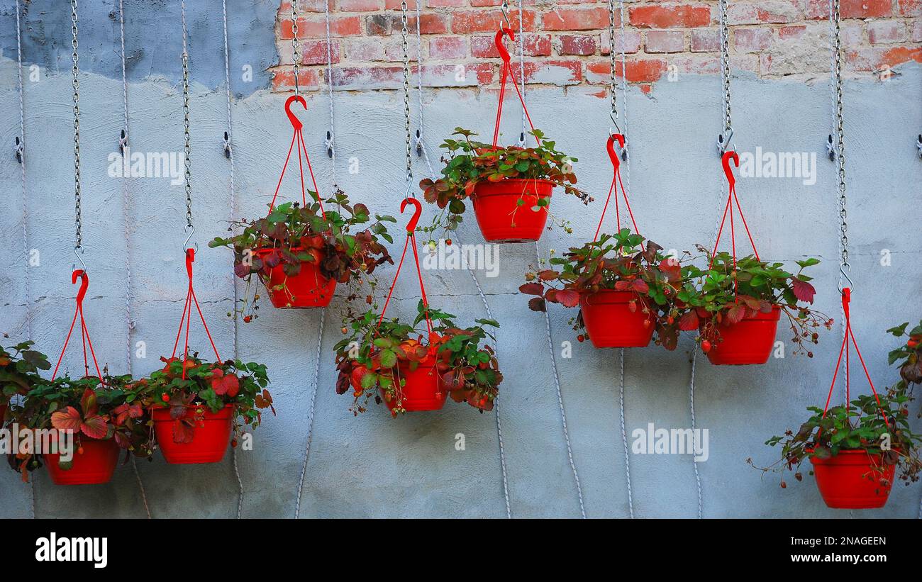 Yearround seedlings strawberry bushes grow in red hanging pots