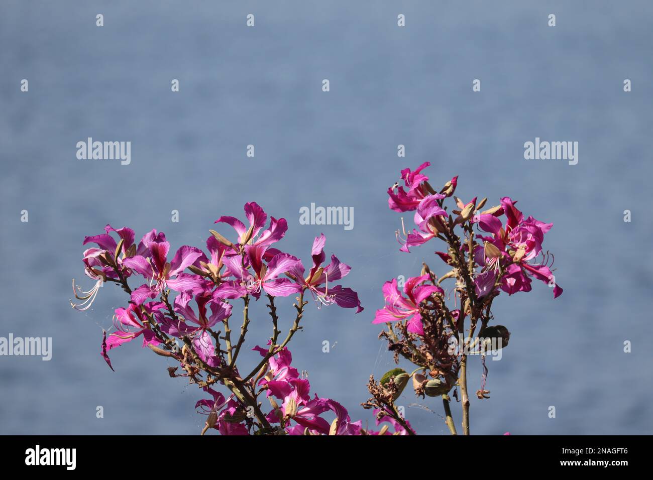 Bauhinia purpurea/Orchid tree/Purple bauhinia flowers /Udaipur/Rajasthan/India Stock Photo