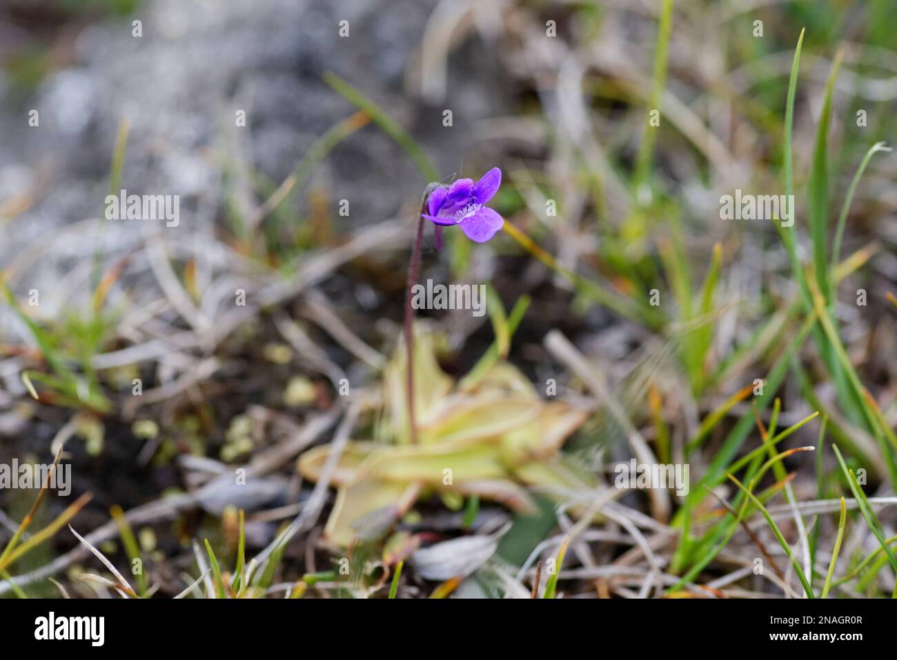 Flowering pinguicula in Greenland Stock Photo