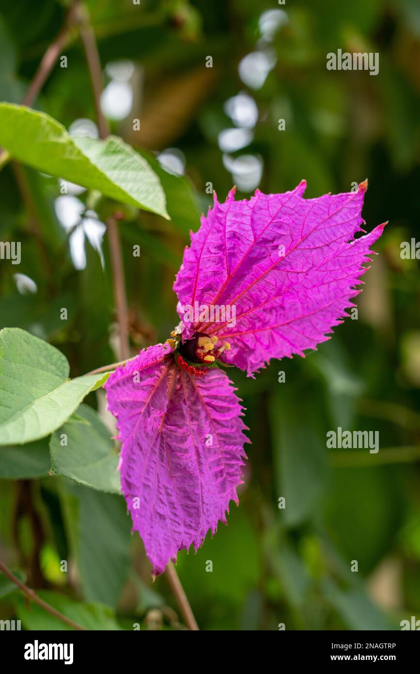 A Purple Wings flower, Dalechampia aristolochiifolia, in bloom in San Agustin Etla, Oaxaca, Mexico.  The large purple 'petals' are actually leaf bract Stock Photo