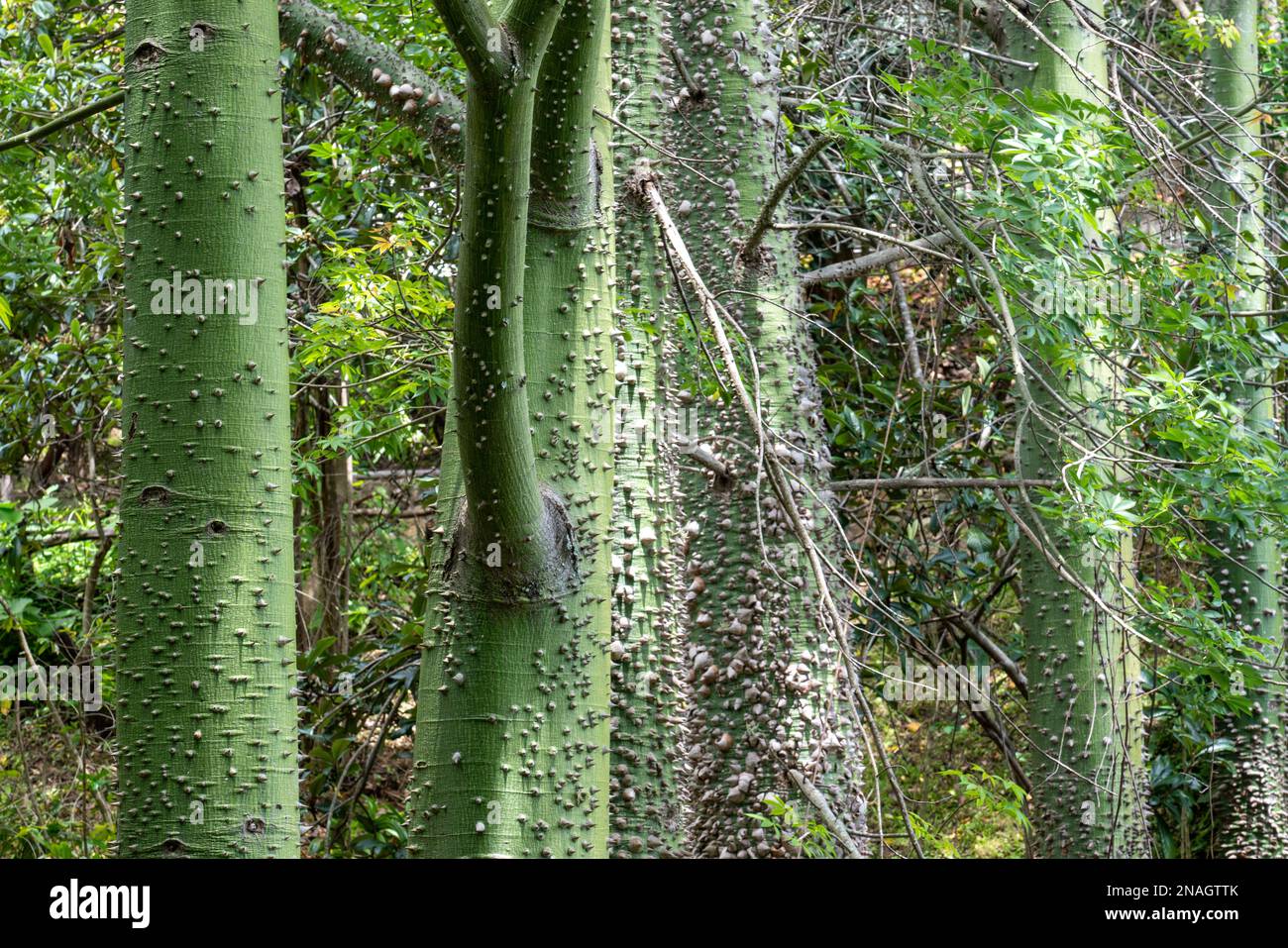 Thorny trunks of Ceiba trees, Ceiba pentandra, protect them from strangler fig plants. San Agustin Etla, Oaxaca, Mexico. Stock Photo