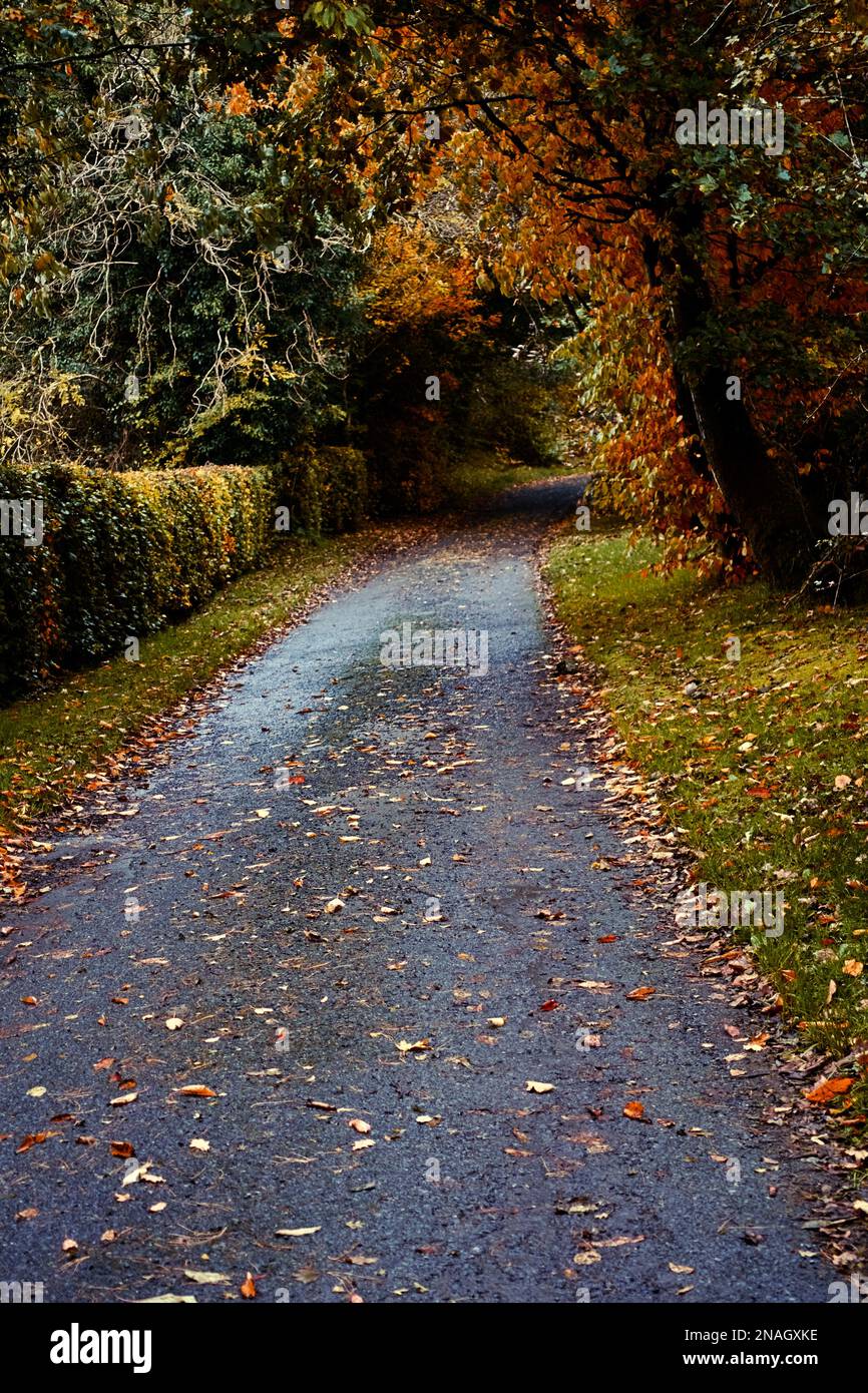 A country lane in autumn. Stock Photo
