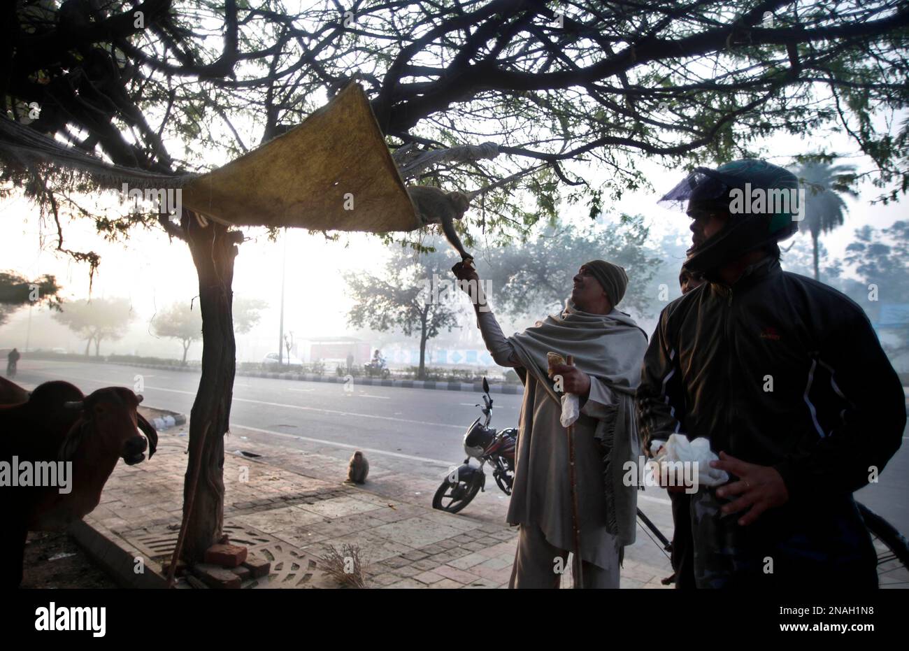 A man feeds a monkey in New Delhi, India, Tuesday, Jan. 10, 2012. Hindu