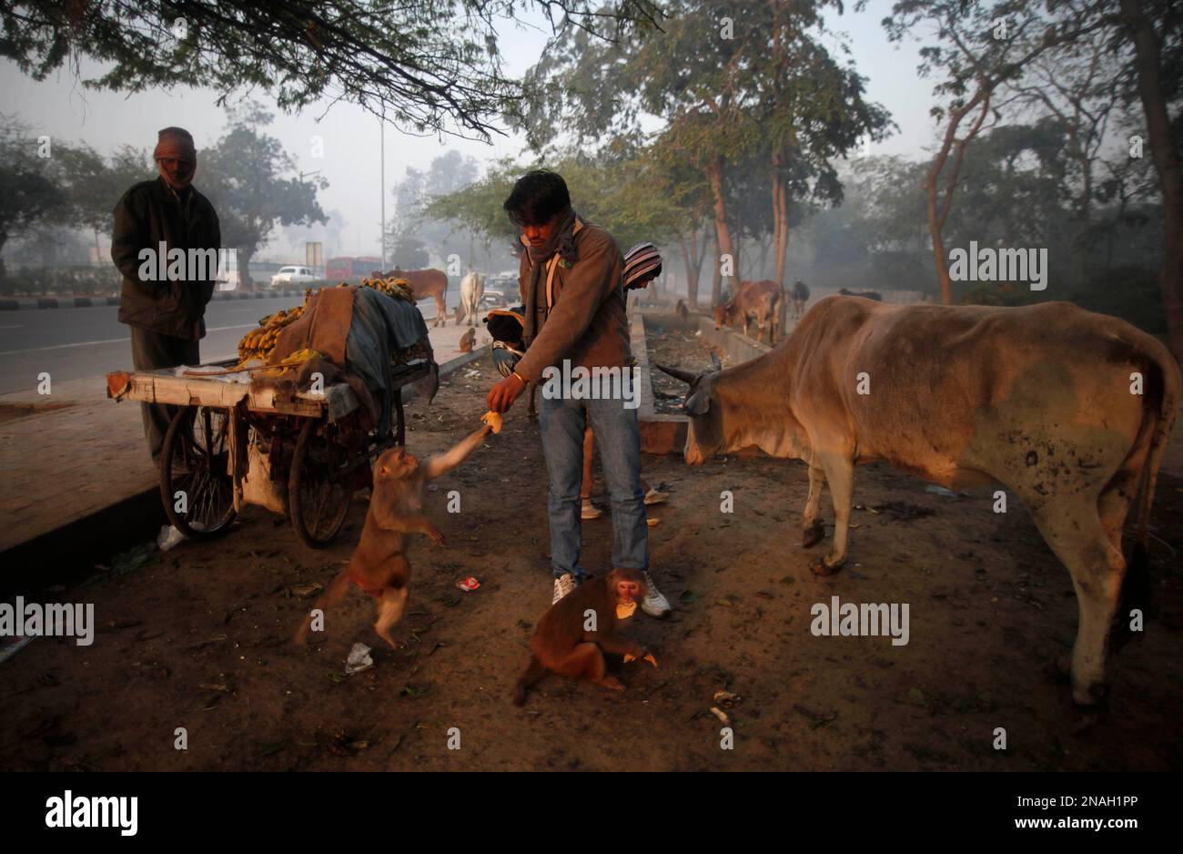 A man feeds a monkey in New Delhi, India, Tuesday, Jan. 10, 2012. Hindu