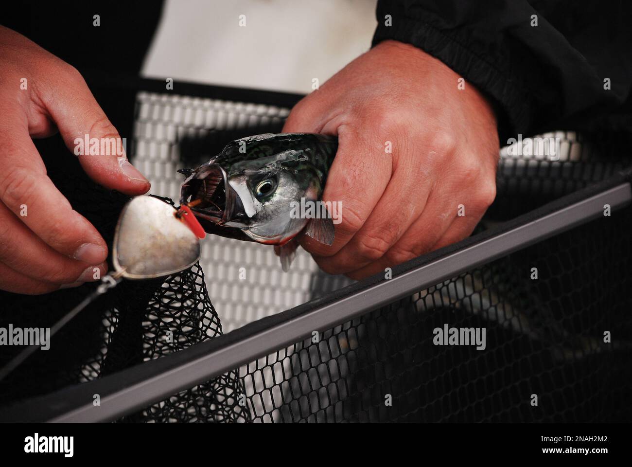 Fishing. A fisherman catches a mackerel and pulls the bait hook out