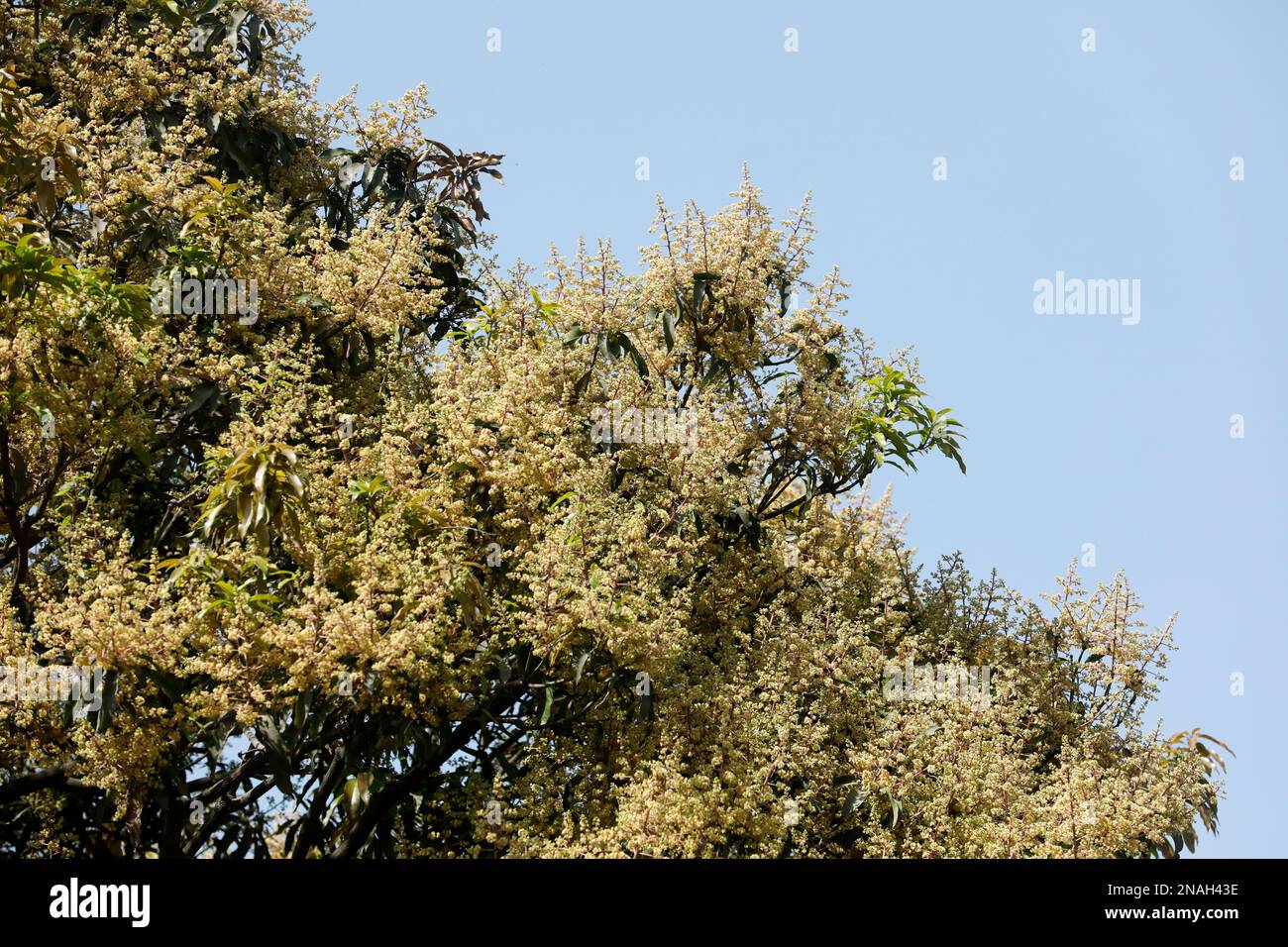 Mango trees in bangladesh hi-res stock photography and images - Alamy