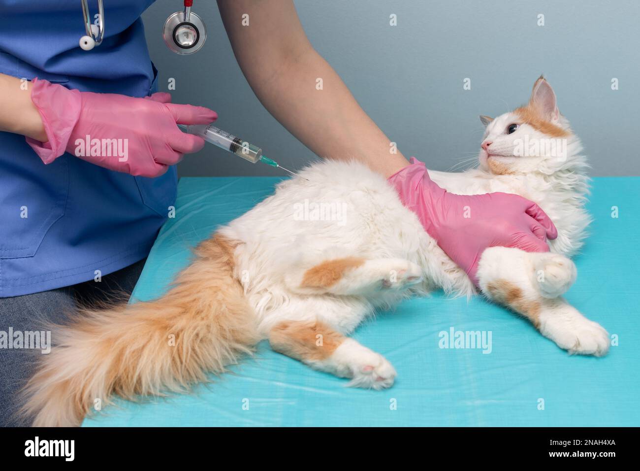 veterinarian giving an injection to a cat. cat at the veterinary clinic. doctor veterinarian