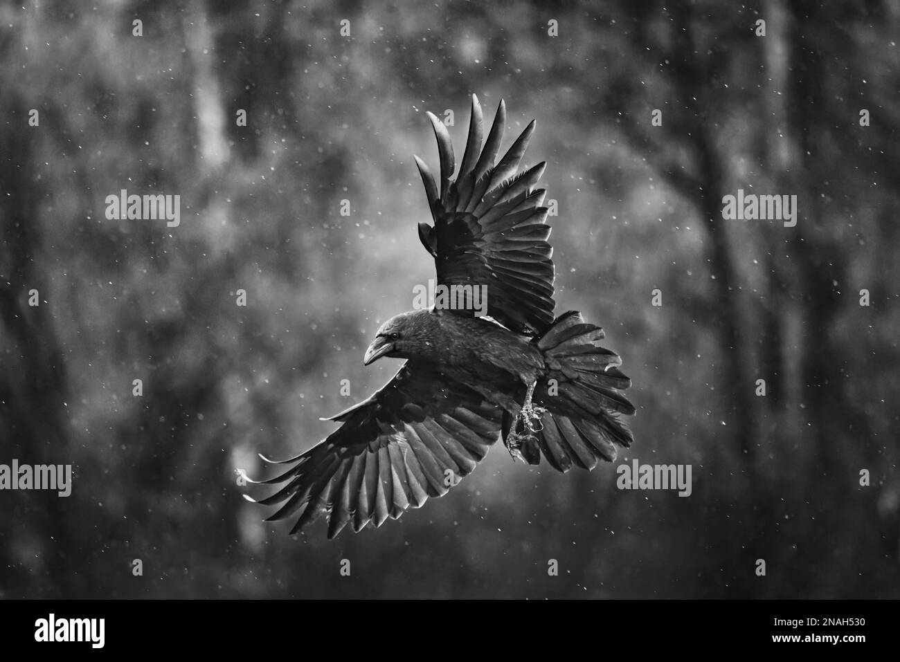Flying black raven bird (Corvus corax) with open wings and rain bokeh, wildlife in nature Stock Photo