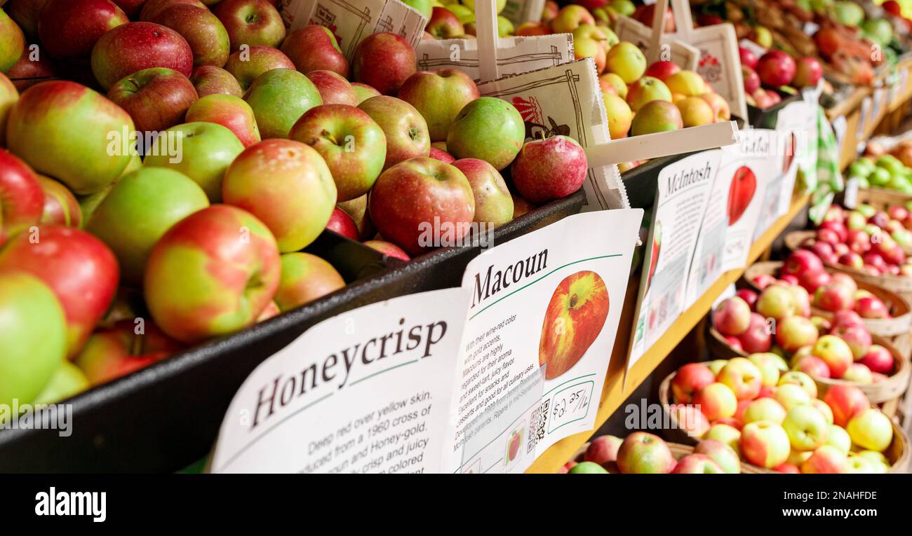 Apple harvest at local farm with vibrant colors barrels of apples