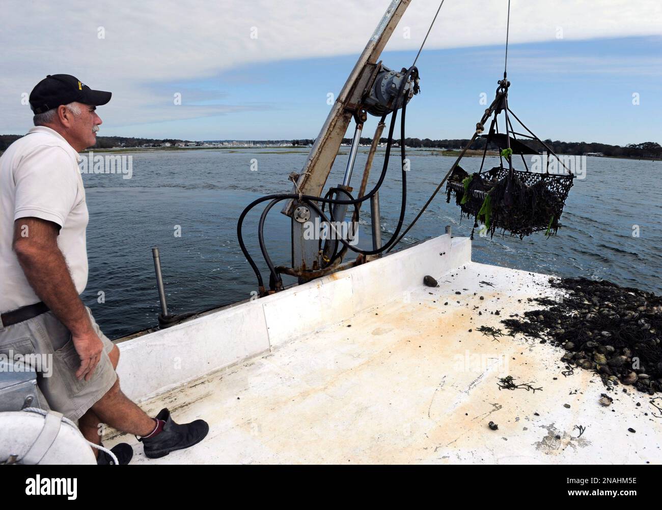 James Markow, president of the Noank Aquaculture Cooperative, harvests