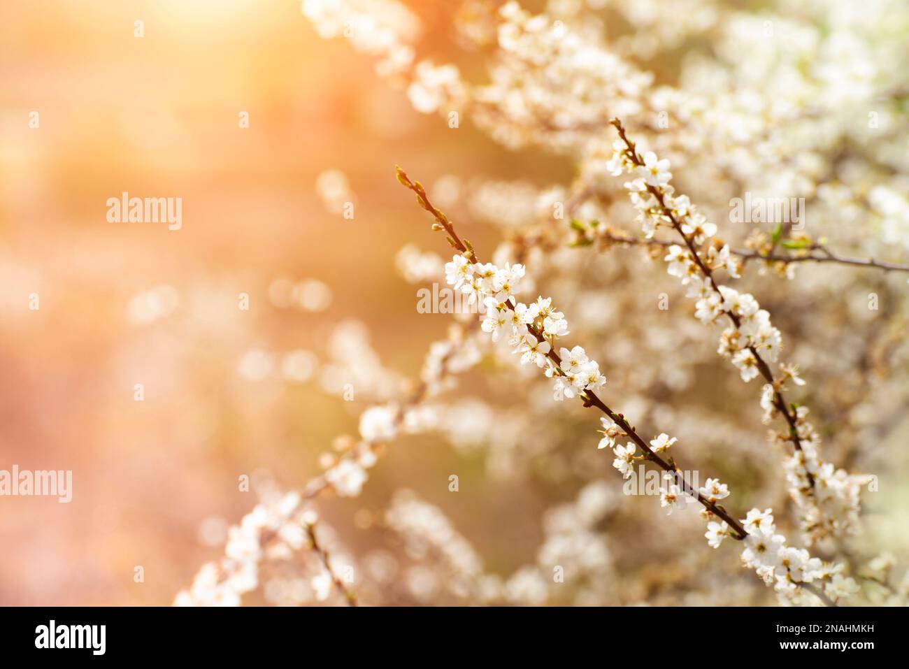 Cherry blossoming twigs closeup spring time Stock Photo
