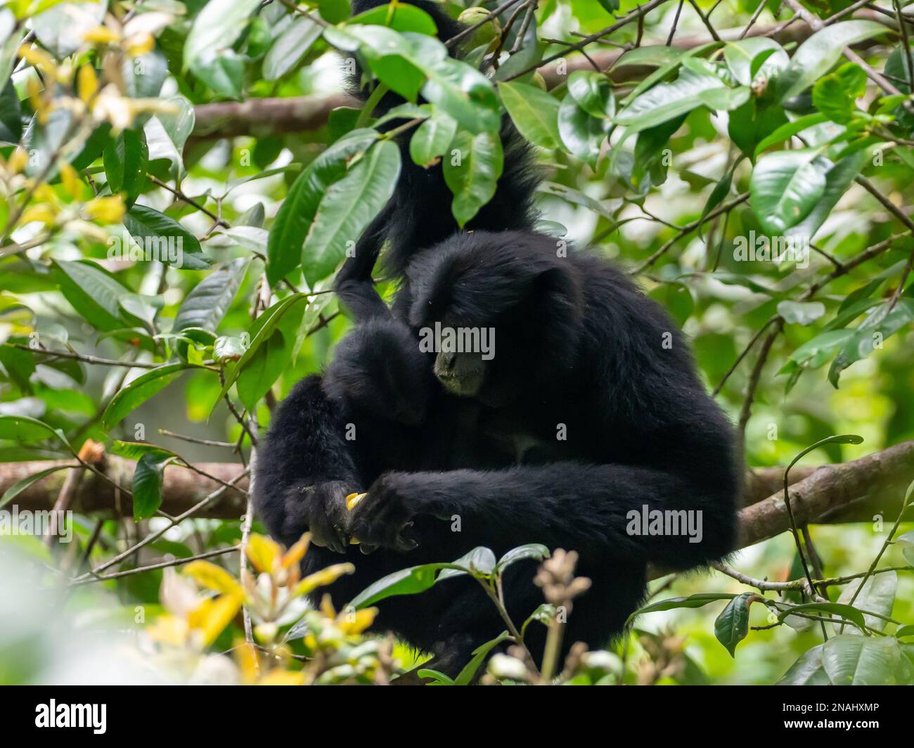Siamang, Symphalangus syndactylus, the largest of all gibbons, and endangered species found in Malaysia Stock Photo