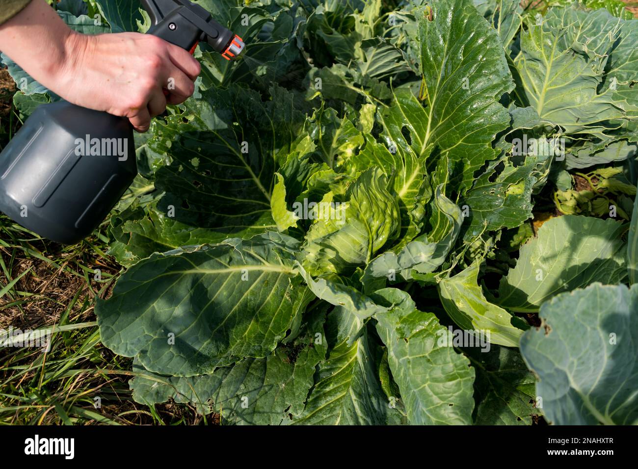 Natural cabbage treatment, spraying a natural mixture on the foliage to repel caterpillars and worms, pieris brassicae. Spray of nettle compost, cabba Stock Photo