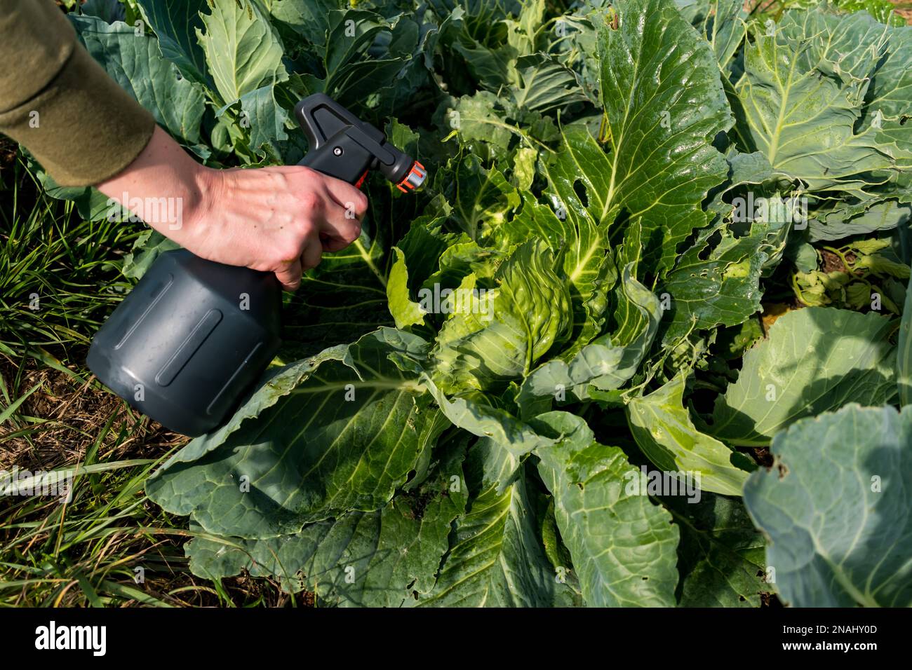 Natural cabbage treatment, spraying a natural mixture on the foliage to