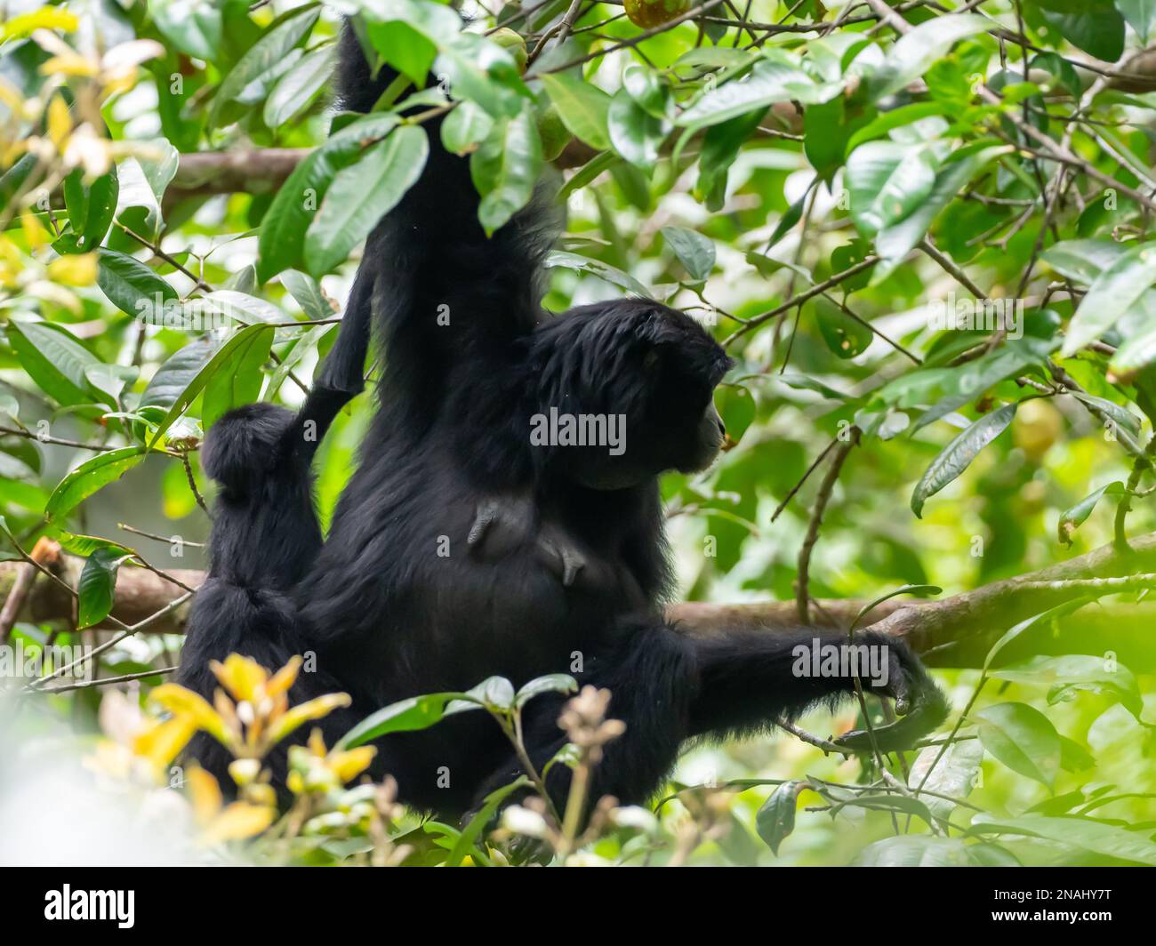 Siamang, Symphalangus syndactylus, the largest of all gibbons, and endangered species found in Malaysia Stock Photo