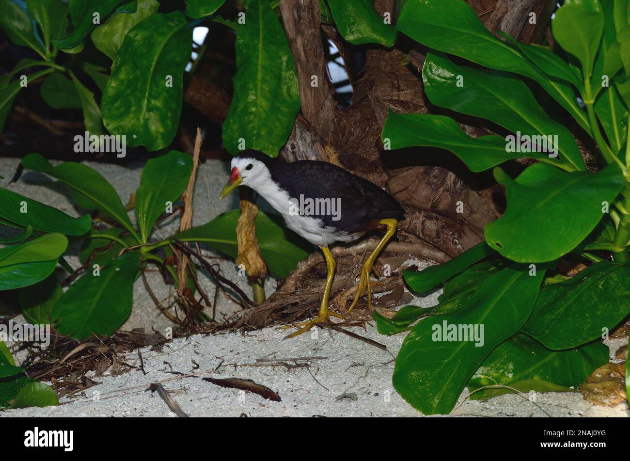Amaurornis phoenicurus, Weißbrust-Kielralle, white-breasted waterhen, Embudu,Malediven, maldives Stock Photo