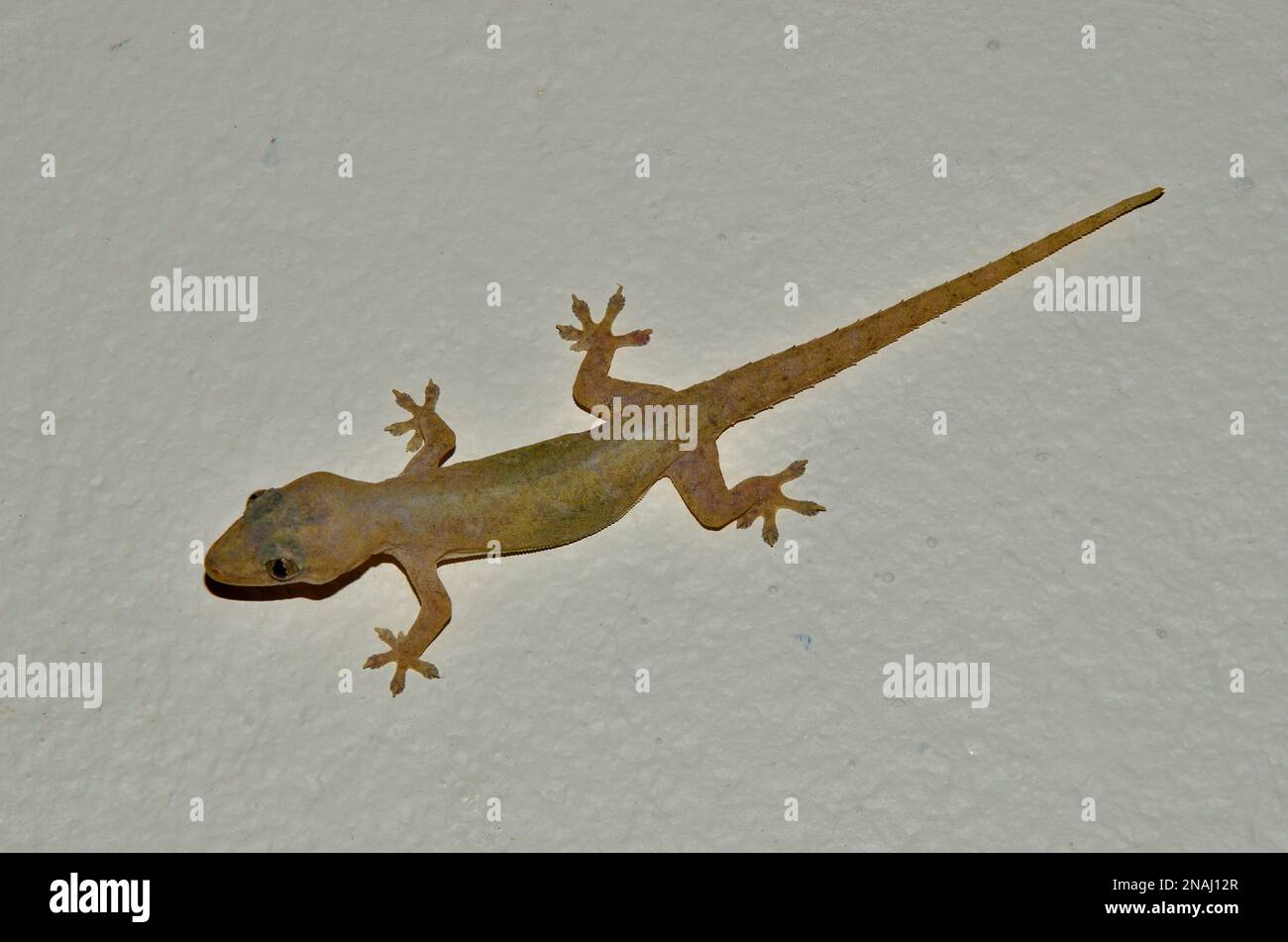 Hemidactylus frenatus, Asiatischer Hausgecko, Gewöhnlicher Halbfinger, common house gecko, Embudu, Malediven, maldives Stock Photo