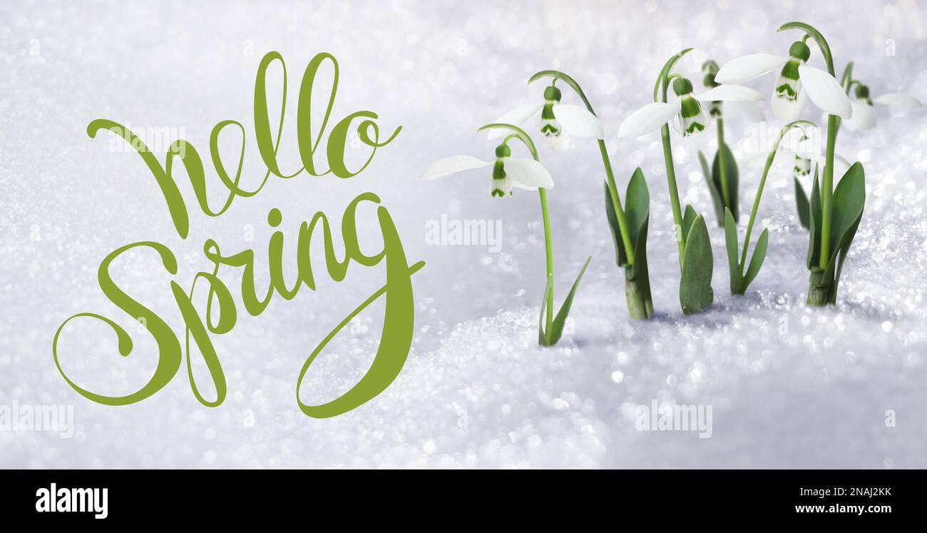 Hello Spring. Beautiful tender spring snowdrops growing through snow ...