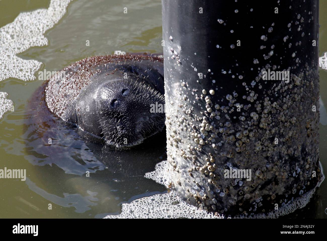 A manatee rubs it's nose along a piling Tuesday Jan. 3, 2012, at the
