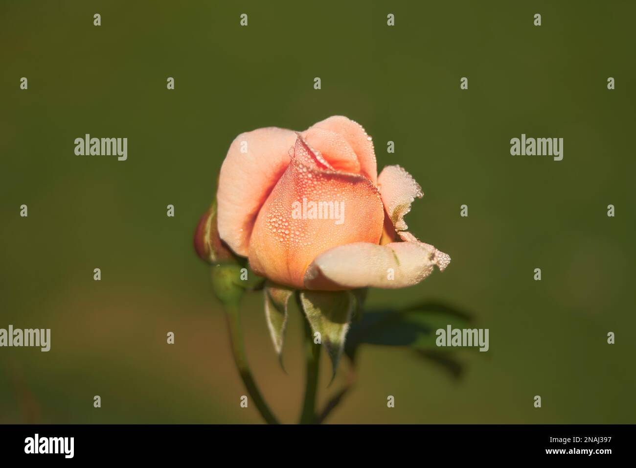 Beautiful bouquet red roses water hires stock photography and images