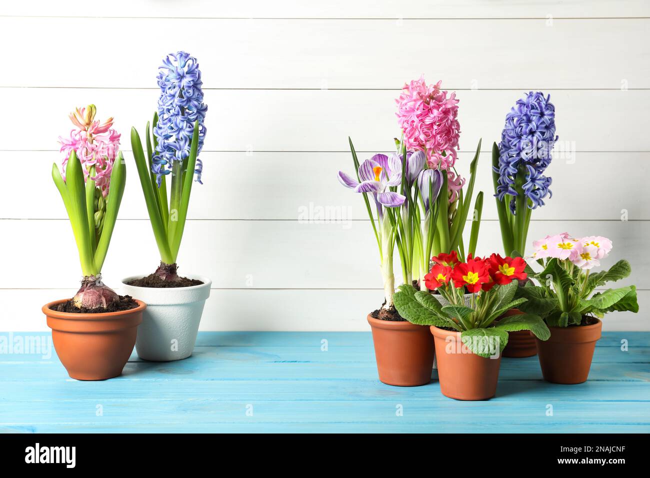 Different beautiful potted flowers on light blue wooden table Stock Photo