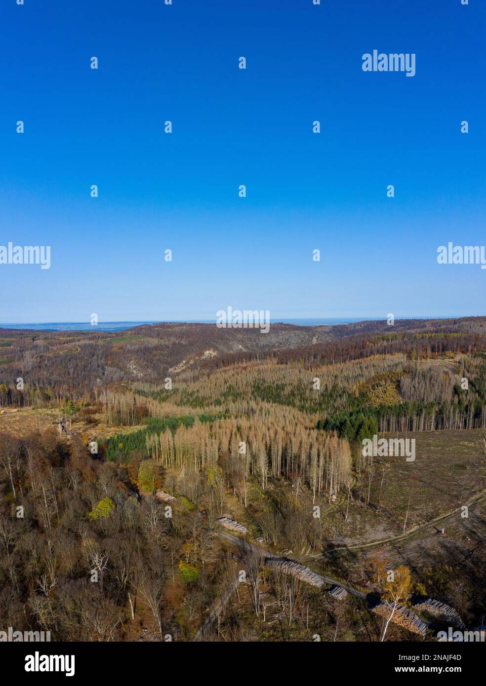 Forest dieback in the Harz Mountains cleared forest areas Stock Photo