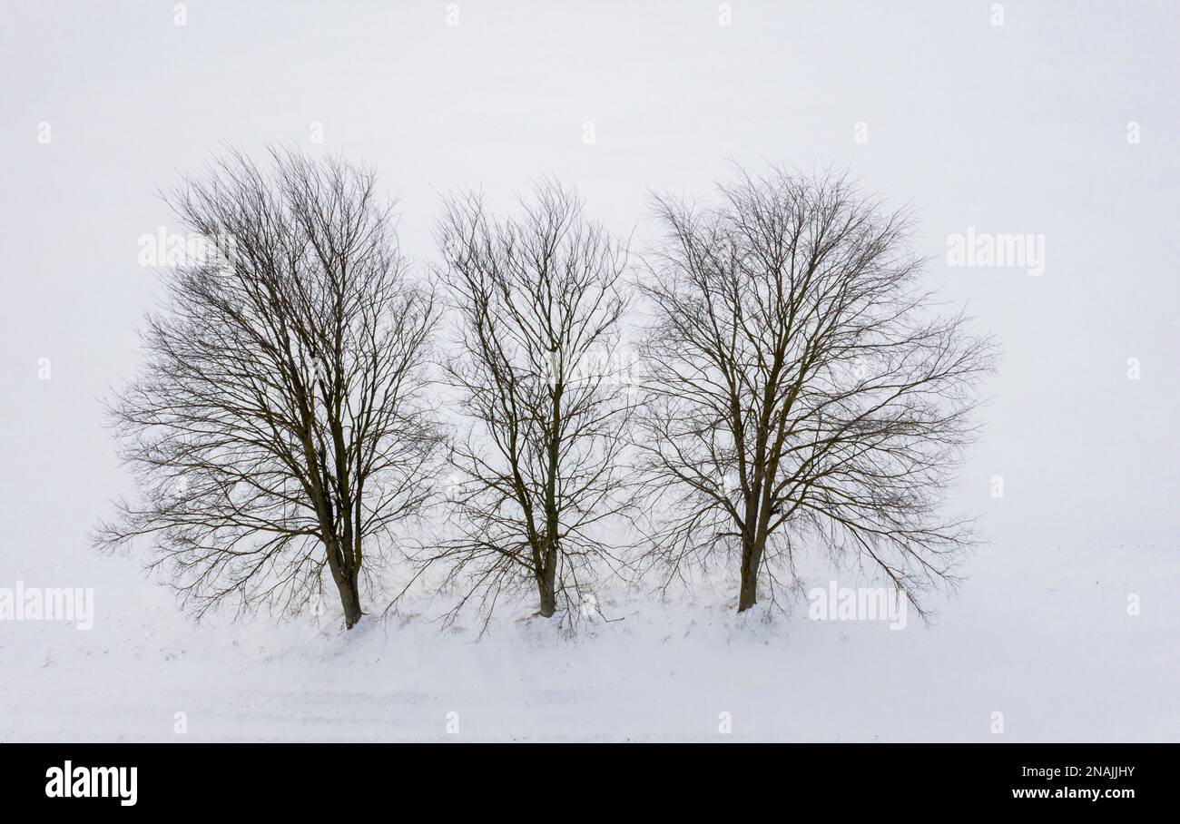 Group of trees in winter photographed from above Stock Photo - Alamy