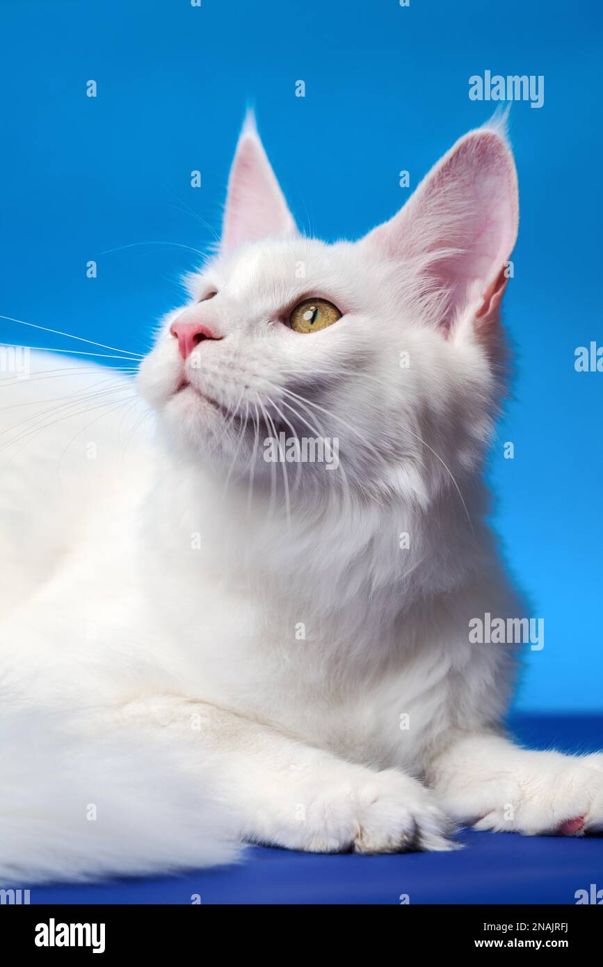 Lovely Maine Coon Cat - large domesticated longhair cat breed. Portrait ...