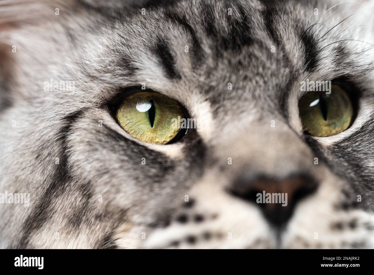 Extreme closeup portrait of mackerel tabby Maine Coon Cat with big