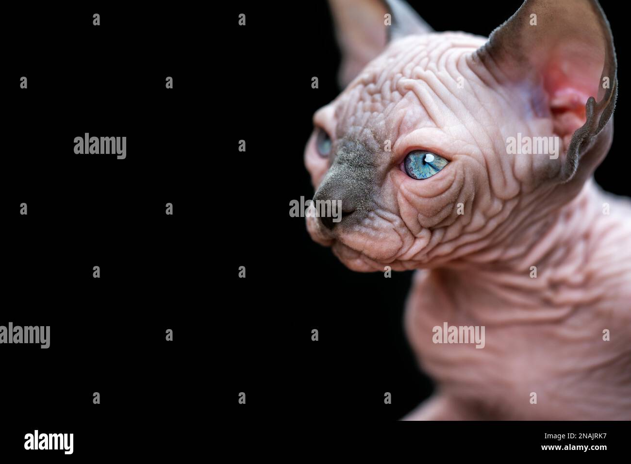 Black hairless on sale kitten