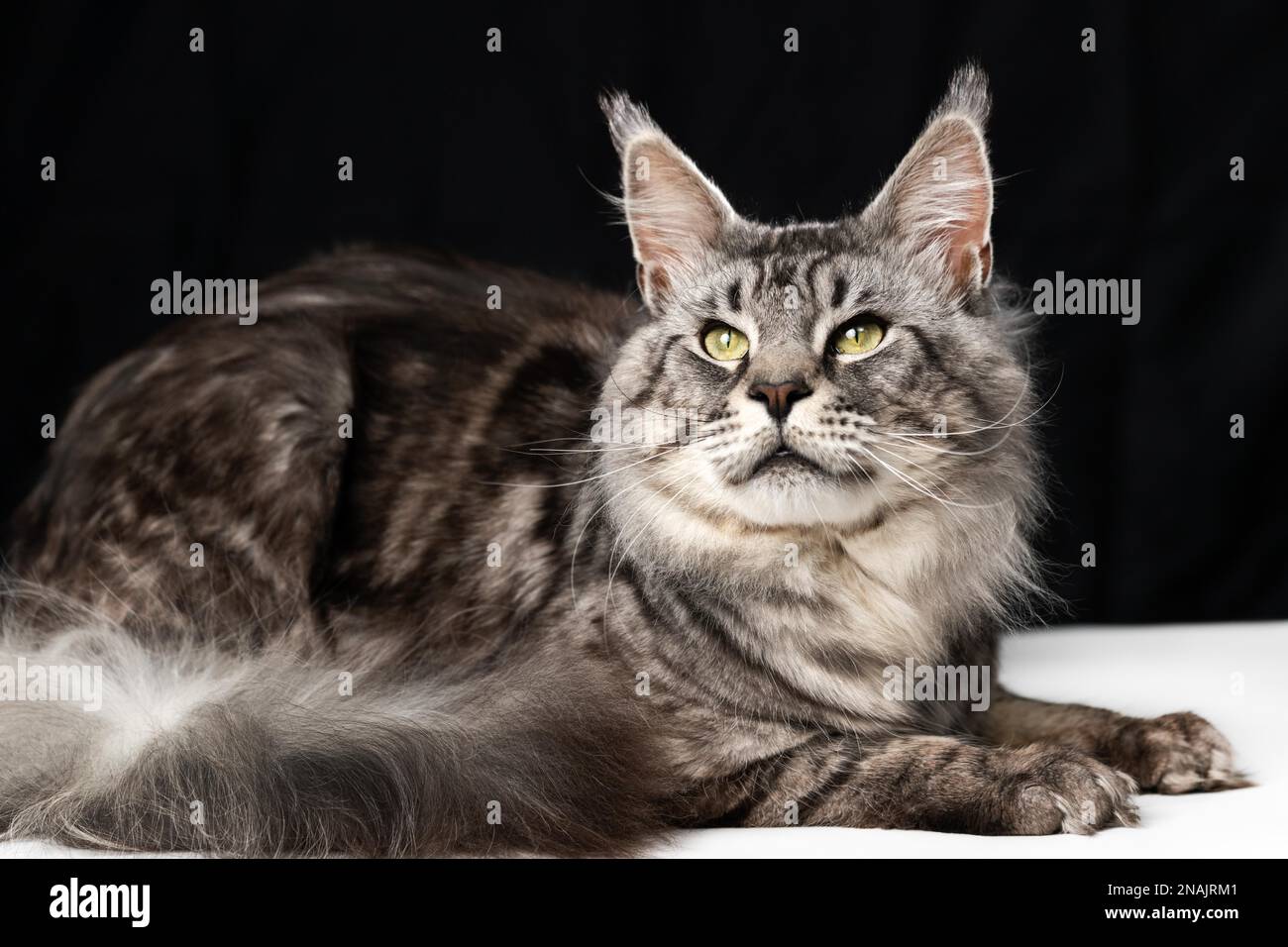 Mackerel tabby American Longhair Maine Coon Cat lying on black and