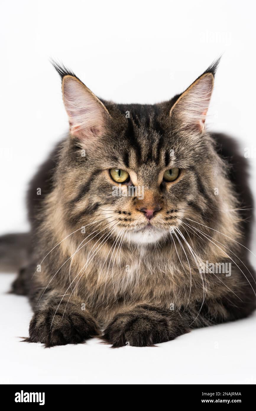 Portrait of mackerel tabby Maine Coon Cat. Obedient longhair cat breed