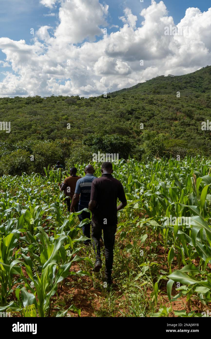 Local people walking through cornfield Stock Photo