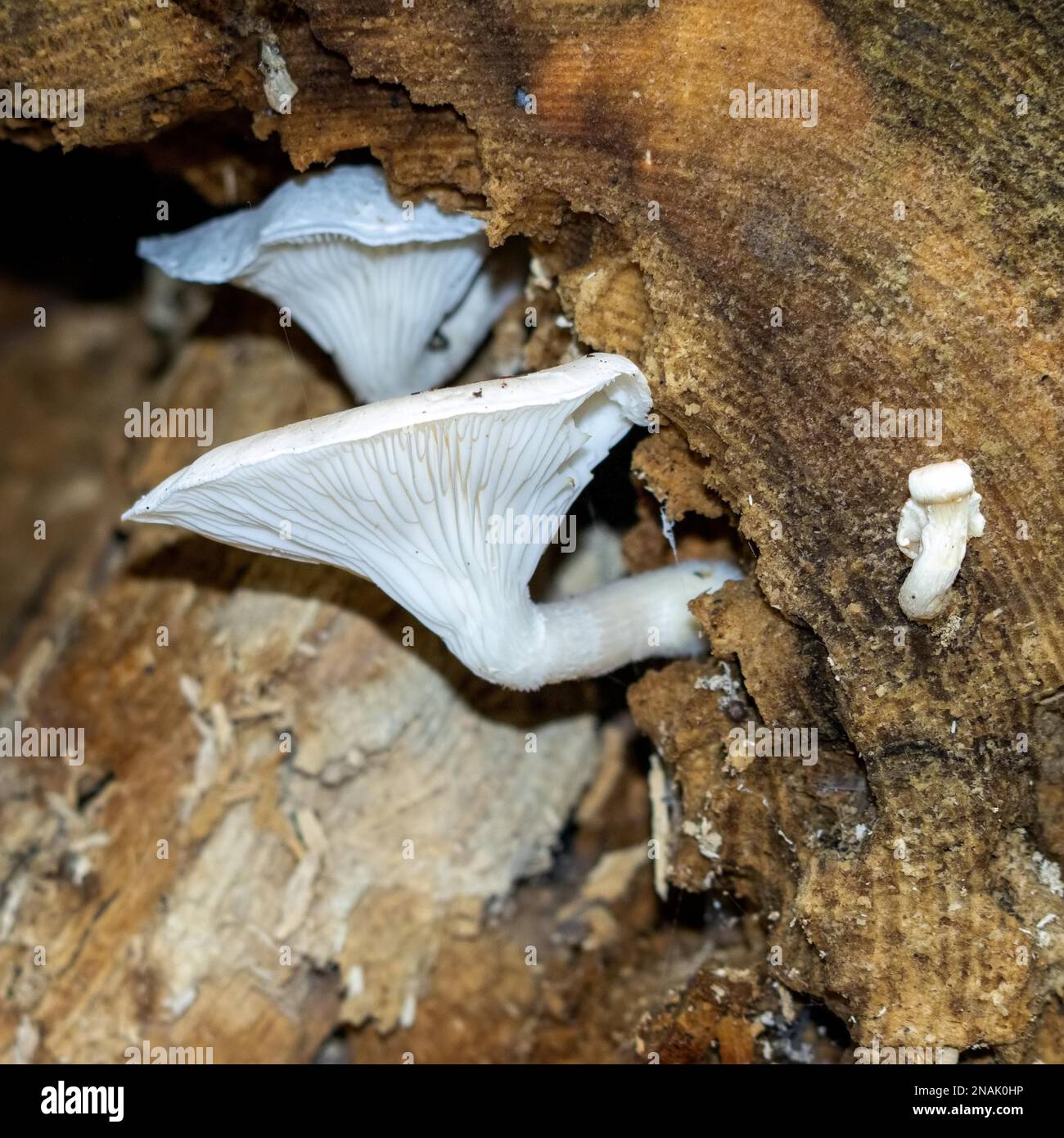 White mushroom growing on a rotting tree stump Stock Photo