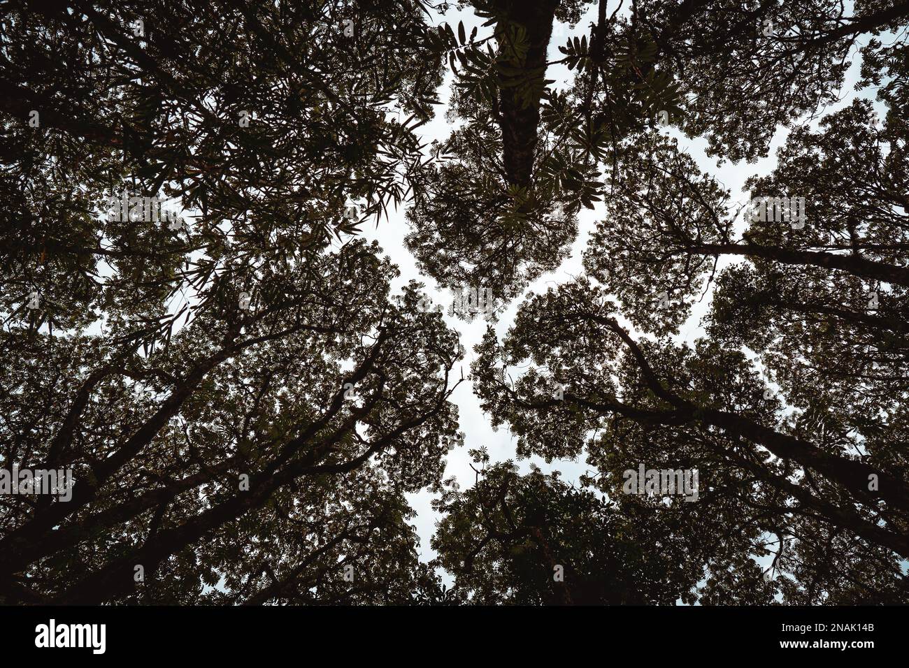 Crown shyness. Tree branches growing apart from each other. Stock Photo