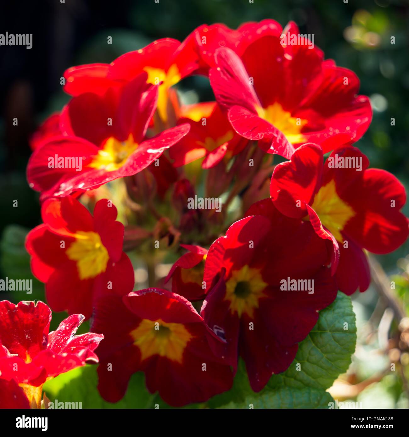 A group of red Primroses flowering in the spring sunshine Stock Photo