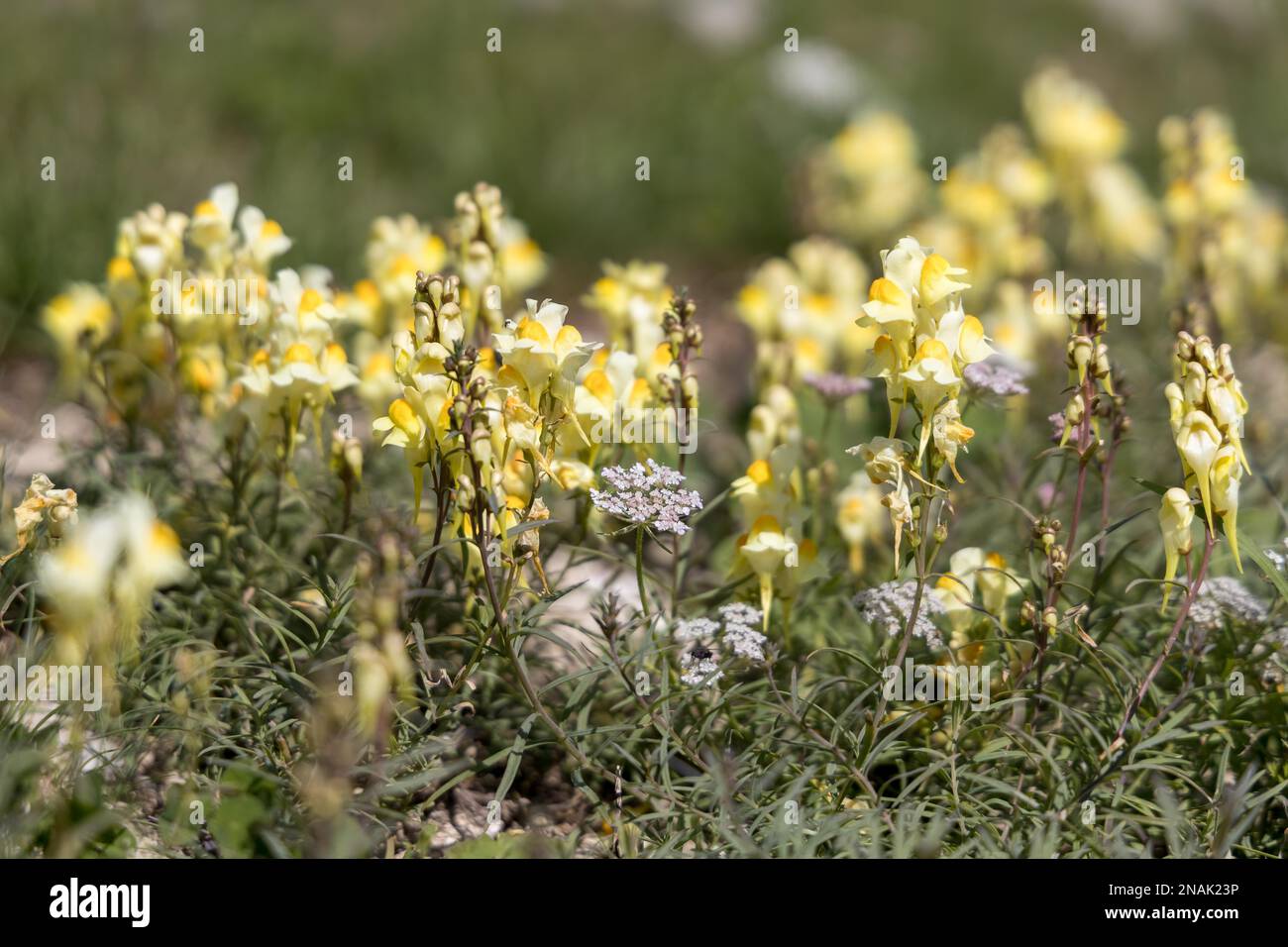 Butter and Eggs (Linaria vulgaris Mill.) growing on the South Downs