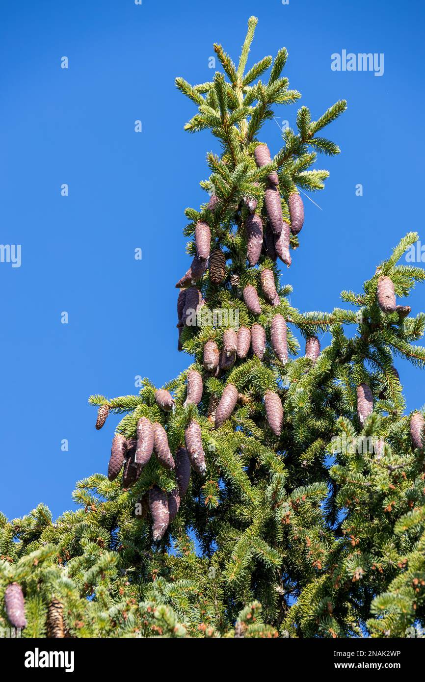 Abundance of pine cones on a Pine tree in the Dolomites Stock Photo