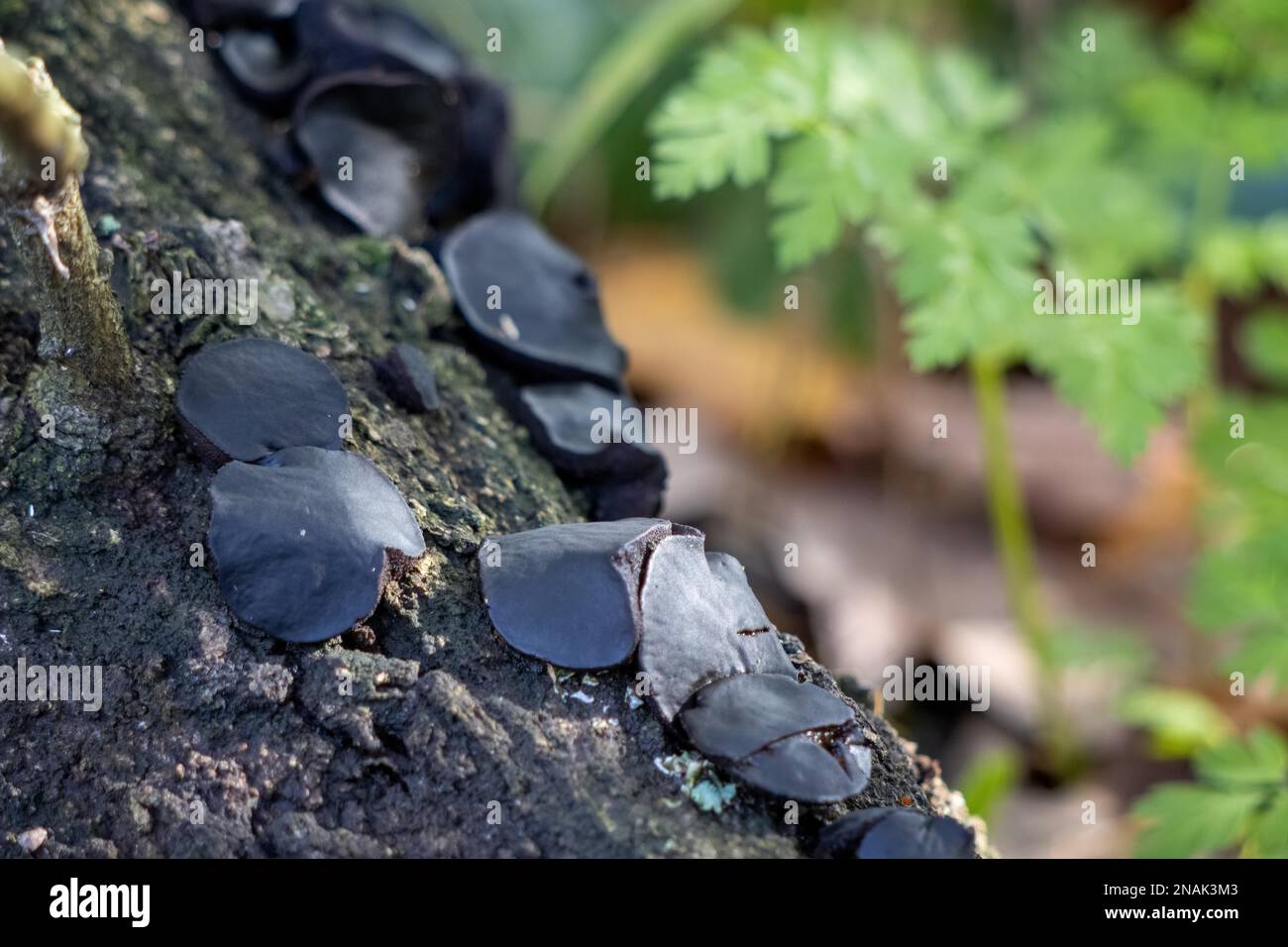 Black bulgar (Bulgaria inquinans) or Black Jelly Drops growing on a fallen tree Stock Photo