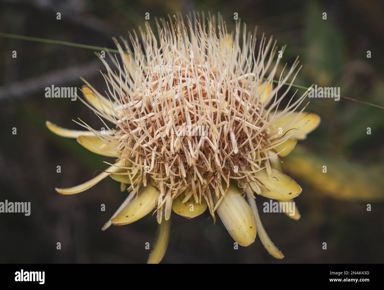 South African flower, grows in Tanzania. Yellow coloured with spikes
