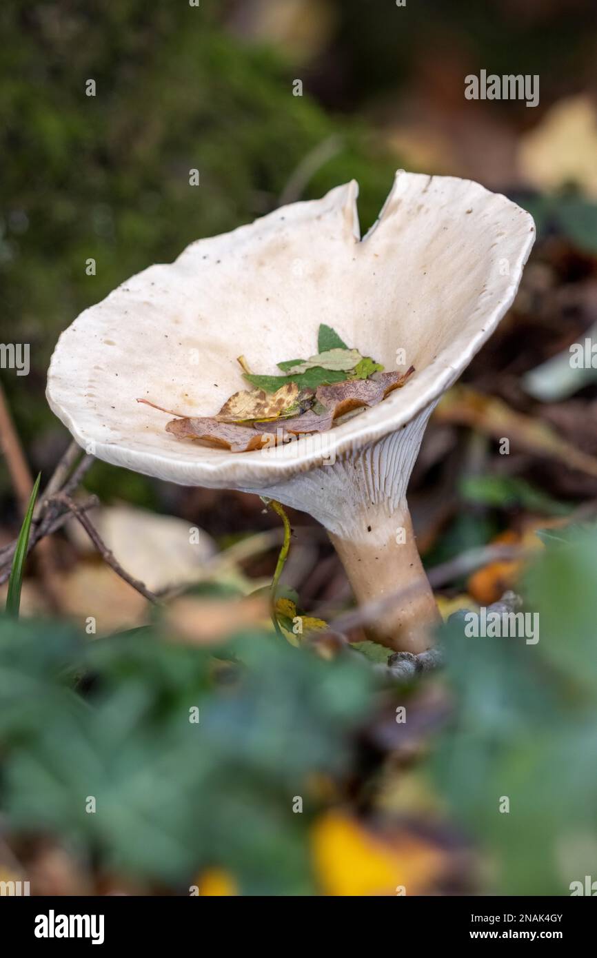 Trooping Funnel (Clitocybe geotropa) long stemmed mushroom Stock Photo