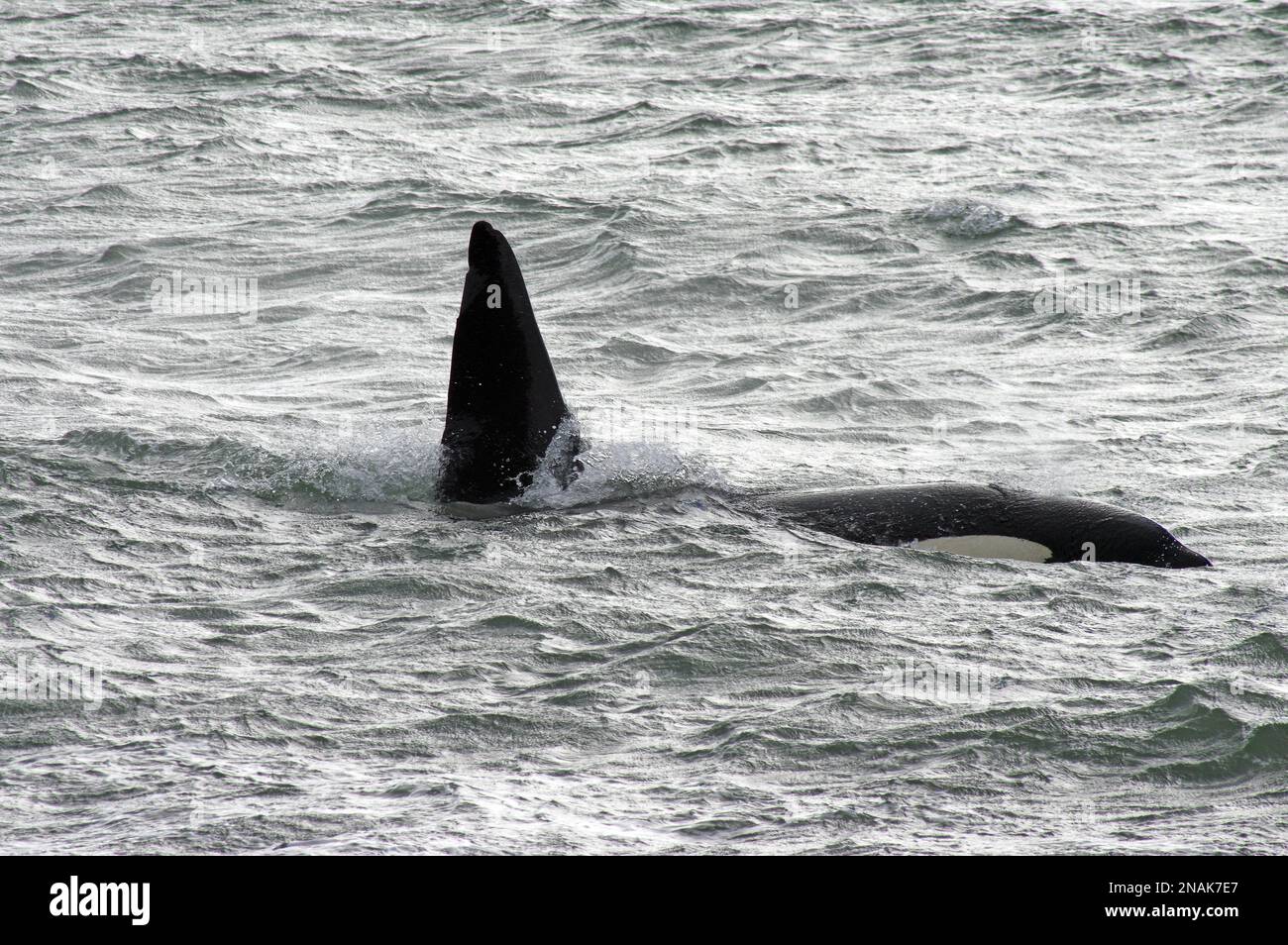 Orca, back and fluka, Reynisjara, Iceland Stock Photo