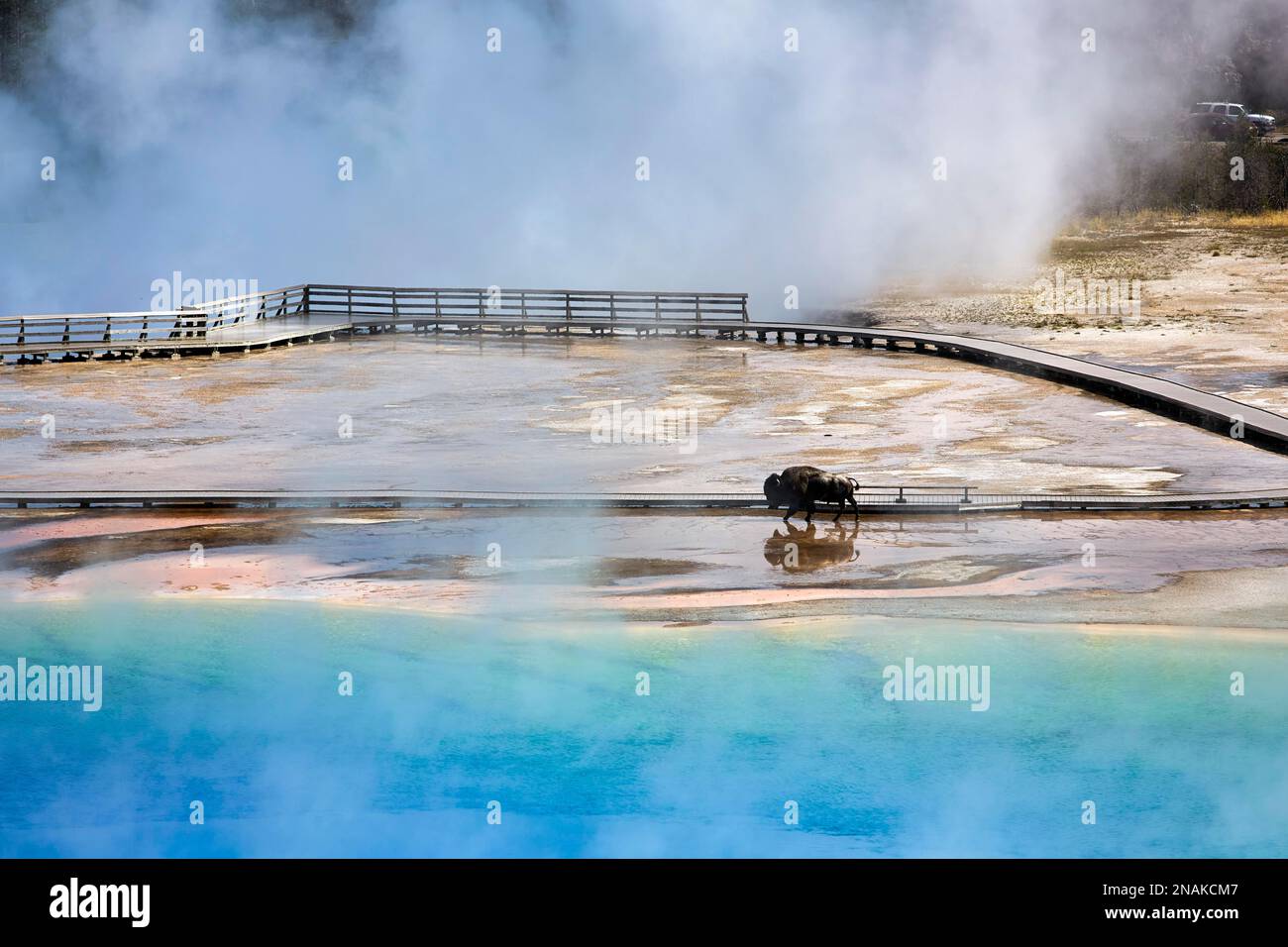 A bison crossing Grand Prismatic Spring In the Yellowstone National Park. Wyoming. USA Stock Photo
